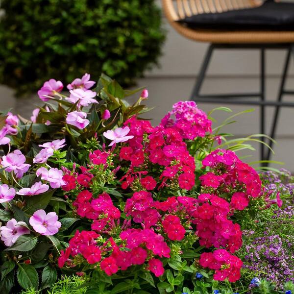 Vigoro 2 qt. Phlox Panniculata Flame Pro Cerise Dark Pink