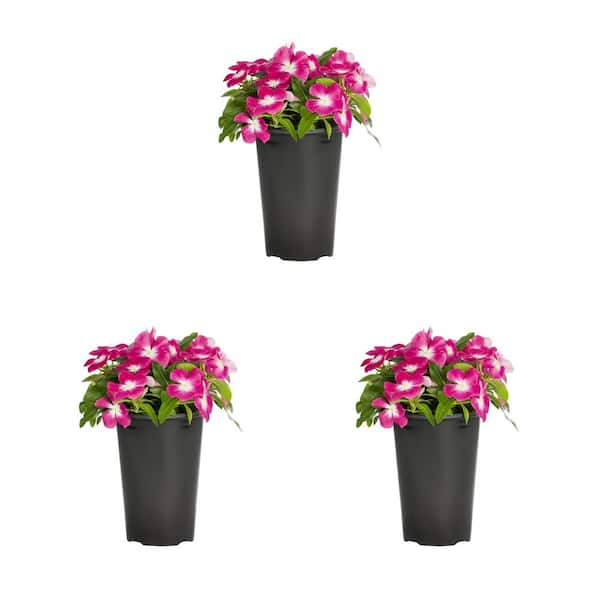 METROLINA GREENHOUSES 2 qt. Vinca Pink Annual Plant (3-Pack)