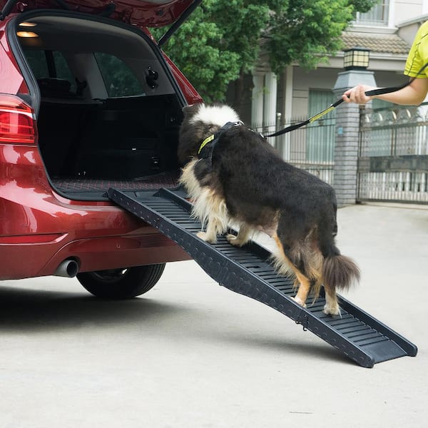 Are Dog Ramps Worth It? - We Break Down the Value & Benefits