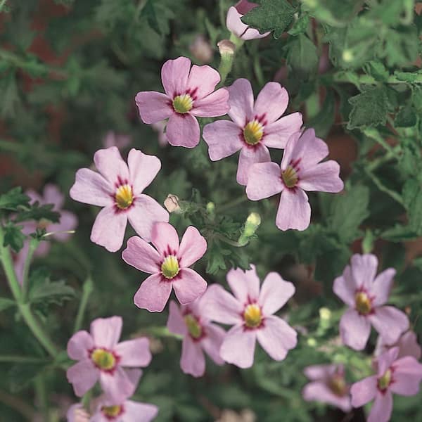 Unbranded 10.75 in. Pink Bacopa Hanging Basket Plant
