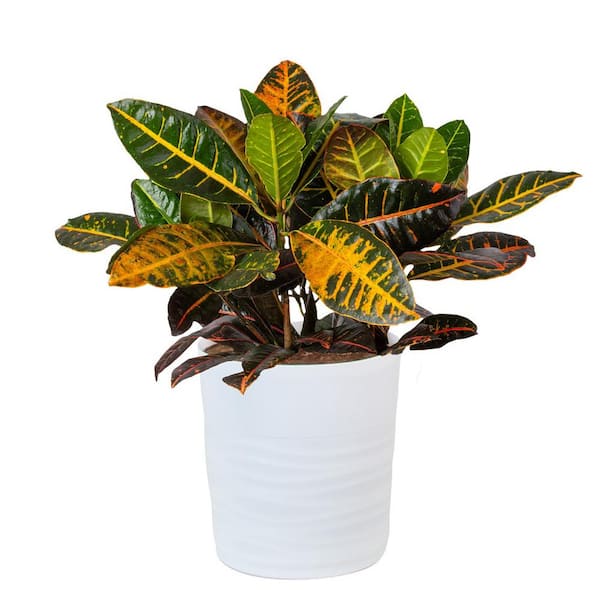 10 in. Croton Tropical Indoor Plant in Mojave Pot