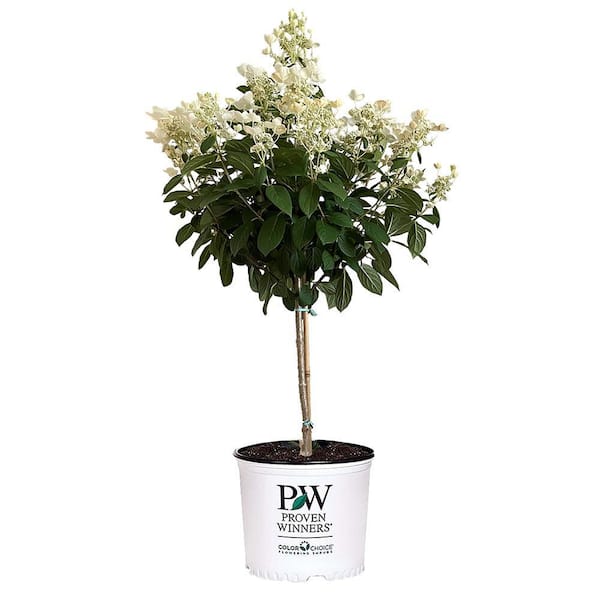 PROVEN WINNERS 5 Gal. Little Quick Fire Hydrangea Shrub (Tree Form) with White to Pink-Red Blooms