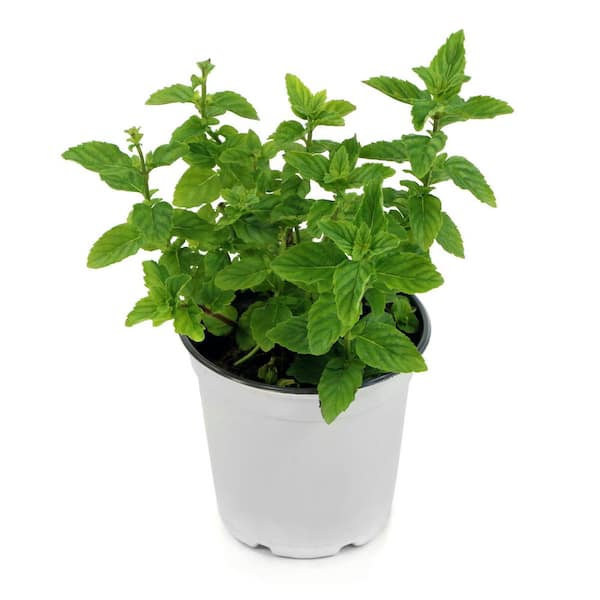 4 in. Spearmint Herb Plant (3-Piece)