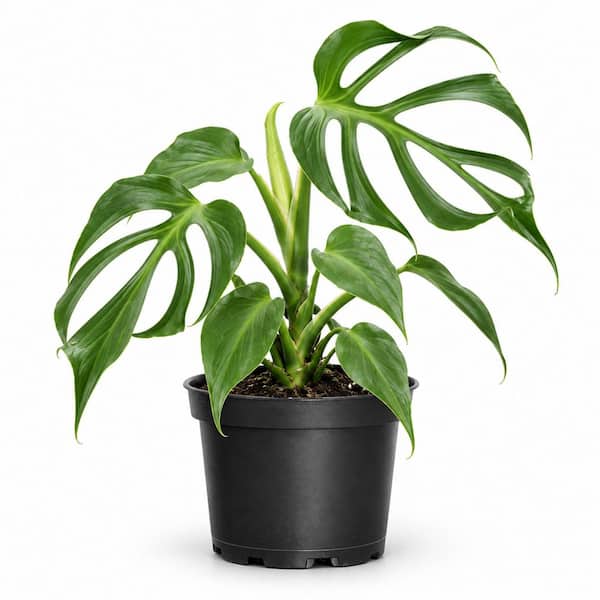 6 in. Monstera Burle Marx Flame Live Indoor Plant in Grower Pot