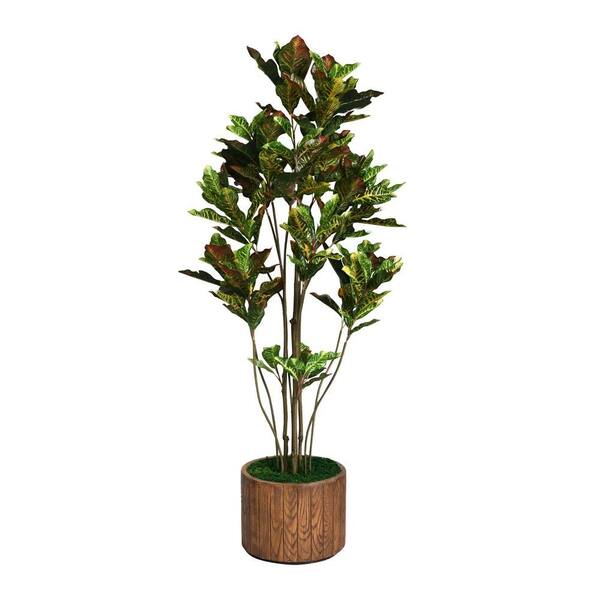 Laura Ashley 77 in. Tall Croton Tree with Multiple Trunks in 16 in. Fiberstone Planter