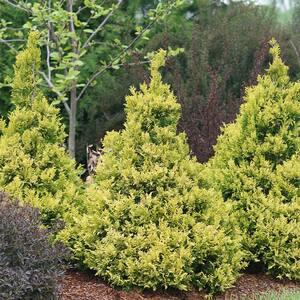2 Gal. Soft Serve Gold False Cypress Shrub with Yellow-Gold Foliage