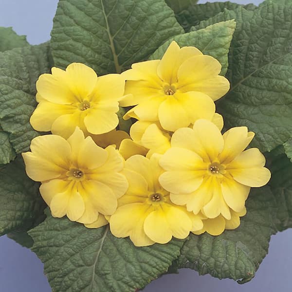 Vigoro 1 Qt. Primula Primrose Plant with Yellow Flowers