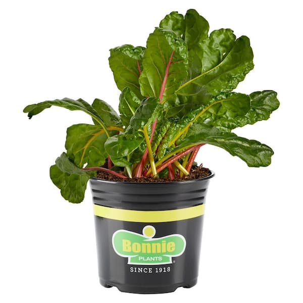 2.32 Qt. Swiss Chard