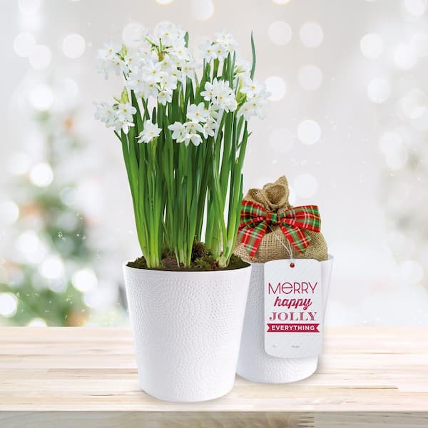 Unbranded 14/15cm, Ziva Paperwhite Bulb Gift Kit with White Planter