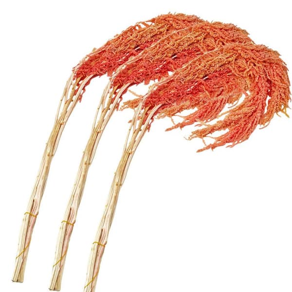 castellousa 21 in. Pink Indoor Non Artificial Dried Preserved Amaranth Set of 3 (15 stems)