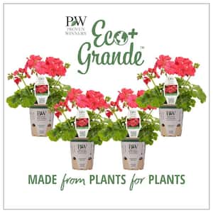 4.25 in. Eco+Grande Boldly Coral Geranium (Pelargonium) Live Plant, Pink Flowers (4-Pack)