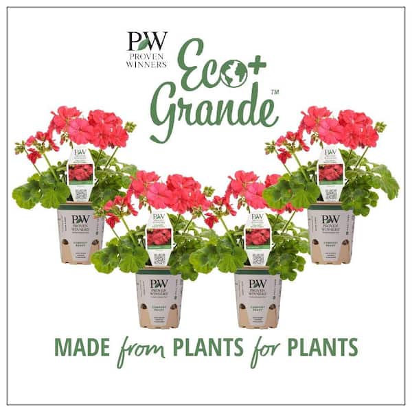 PROVEN WINNERS 4.25 in. Eco+Grande Boldly Coral Geranium (Pelargonium) Live Plant, Pink Flowers (4-Pack)