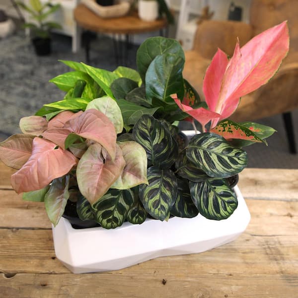 ALTMAN PLANTS 4.25 in. Foliage. Asst (4-Pack) 0881486 - The Home Depot