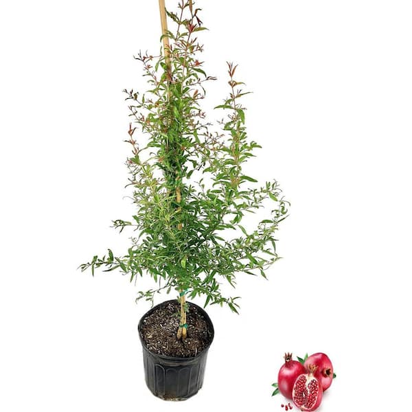Wekiva Foliage Pomegranate Tree-Live Tree in a 3 Gallon Pot-3-5 Feet Tall-Edible Fruit Bearing Tree