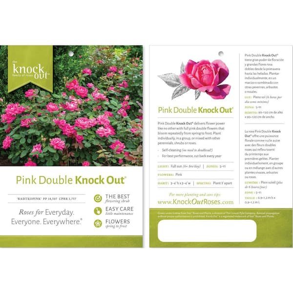 KNOCK OUT 4.5 Ft. Tall Pink Double Knock Out Rose Tree with KNOCK OUT 4.5 Ft. Tall Pink Double Knock Out Rose Tree with
