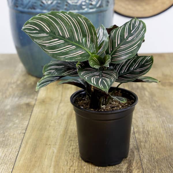 wie groß wird camellia japonica Camellia japonica