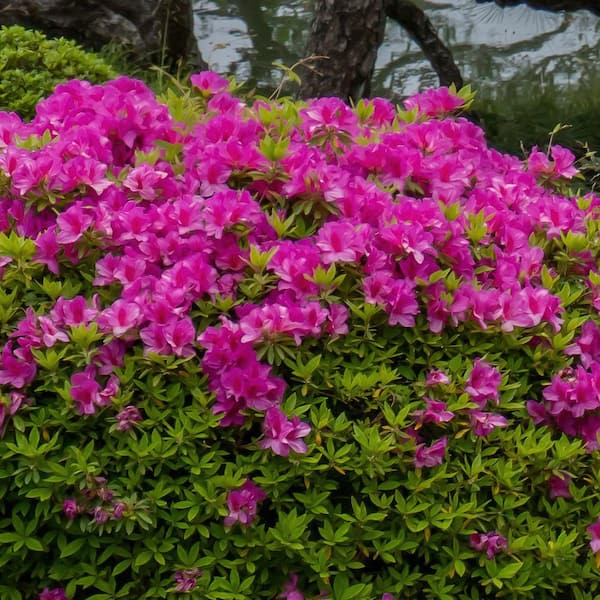 紫苑★ sama exclusive use ESP LTD H3-1000FM - See-thru Purple Sunburst | Sweetwater