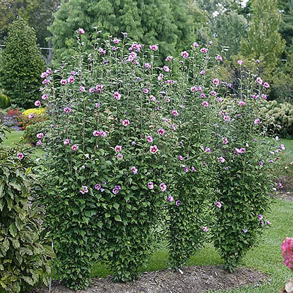 PROVEN WINNERS 2 Gal. Purple Pillar Rose of Sharon (Hibiscus) Plant with  Purple Flowers 14762 - The Home Depot