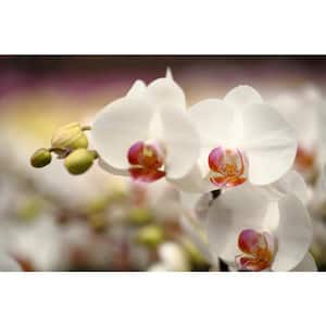White 5 in. Holiday Orchid Plant in Ceramic Pot (2-Stems)