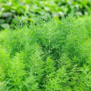 Herb Dill Delight (200 Seed Packet)