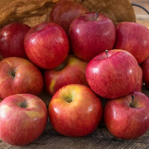 Fuji Apple Malus Live Standard Bareroot Fruit Tree (1-Pack)