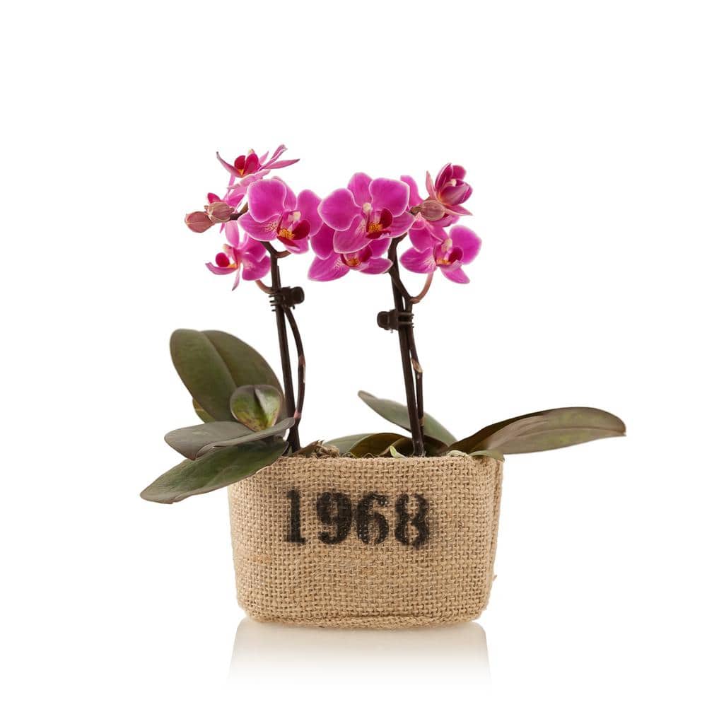 Pink 4 in. Rustic Mini Orchid Duo Plant in Burlap Pot (2-Stems) price history on PriceWatchPro