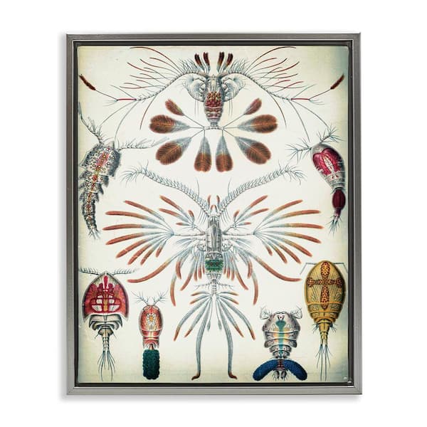 Stupell Industries Vintage Crustacean Diagram by Graffi tee Studios Gray Floater Frame Animal Graphic Art Print 21 in. x 17 in.
