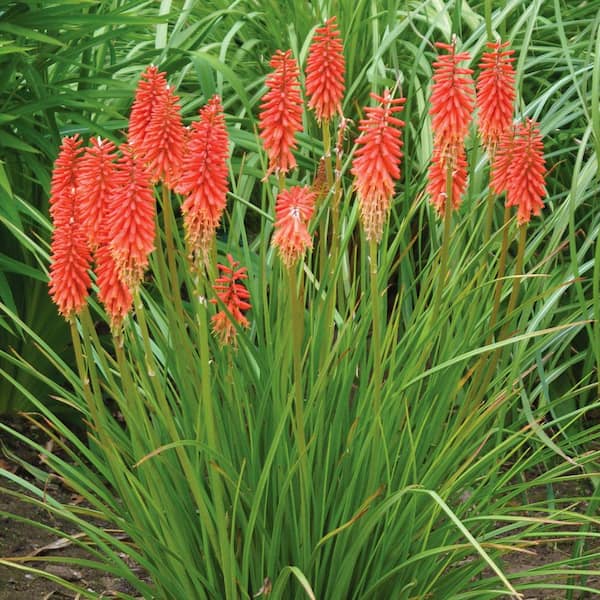 VAN ZYVERDEN Tritoma Candy Apple Bulbs (3-Pack)