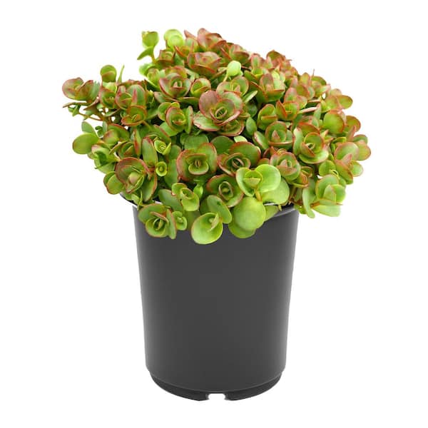 Unbranded 2.5 qt. Sedum Lime Zinger Perennial Plant with Pink Flowers - (1-Pack)