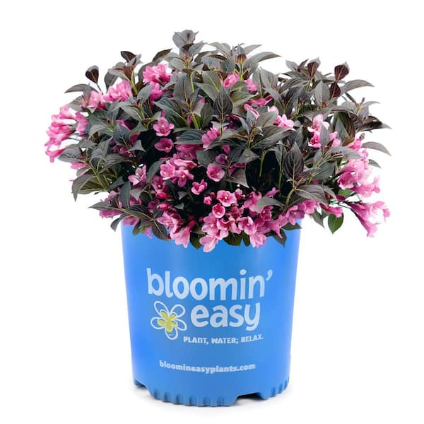 BLOOMIN' EASY 2 Gal. Weigela Soinic Pearl Pink Plant with Pink Blossoms in Grower pot