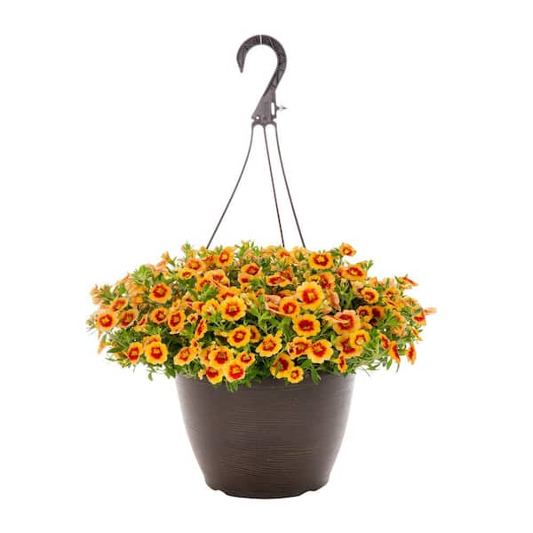 Vigoro 1.75 Gal. Calibrachoa Million Bells Hula Gold Medal Orange and Red Bicolor in Deco Hanging Basket Annual Plant (1-Pack)