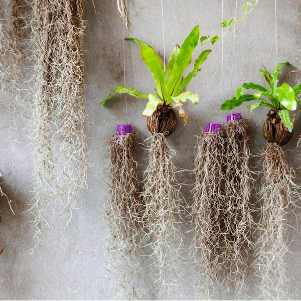buy philodendron for water Professional Liquid Philodendron Plant Fertilizer main image 0