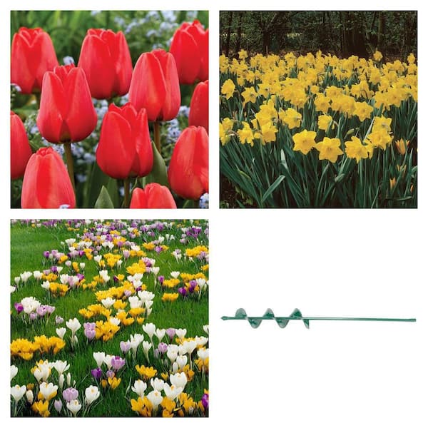 Apeldoorn Tulips (12-Bulb Set), King Alfred Daffodils (15-Bulb Set), Crocus Blend (25-Bulb Set) and 24.5 in. Auger
