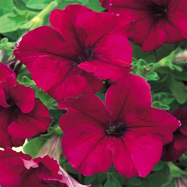 Unbranded 1.88-Pint Burgundy Petunia Plant (8-Pack)