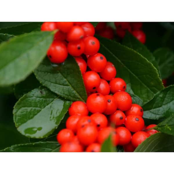 BELL NURSERY 2 Gal. Berry Heavy Winterberry Holly (Ilex Verticillata)