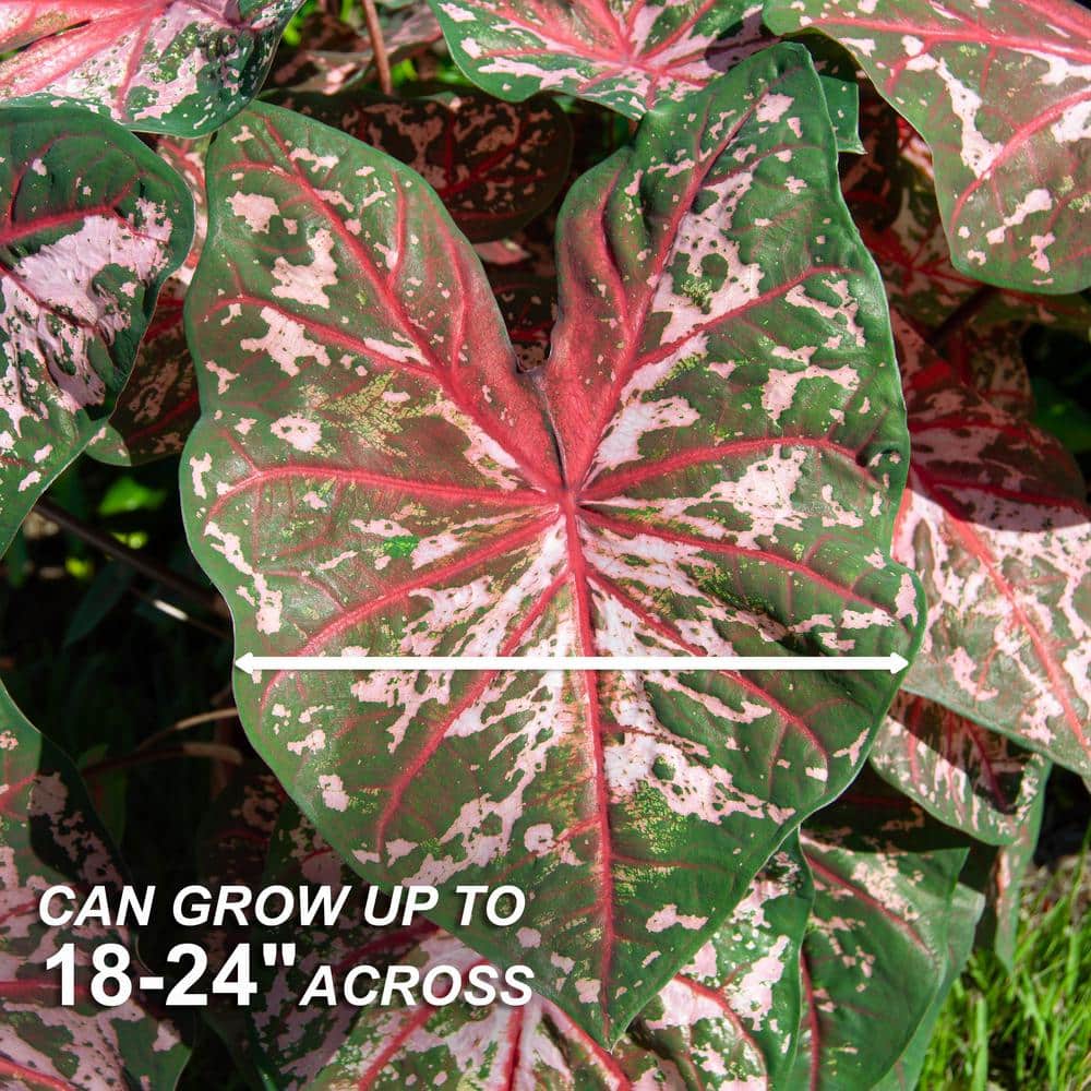 Carolyn Whorton Pink and Green Caladium Bulbs Pack of 10