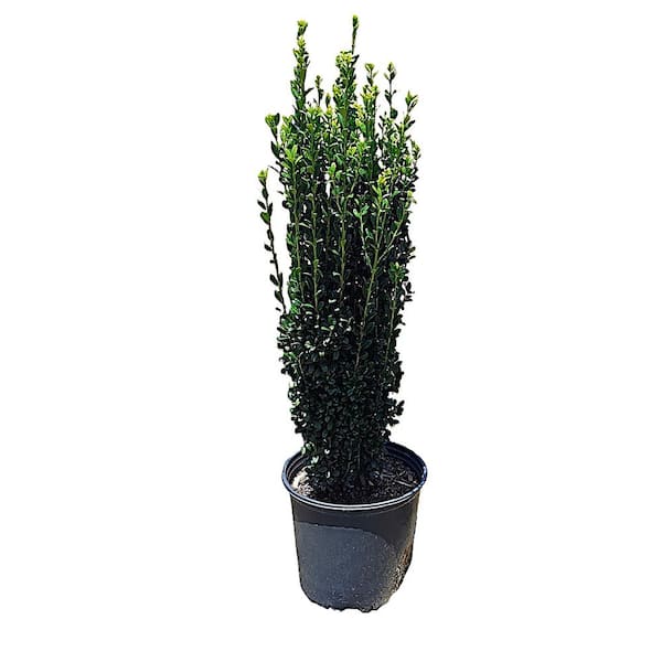 Unbranded 3 Gal. Ilex Sky Pencil
