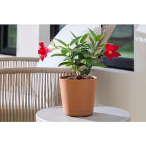 6 in. Kyra Small Clay Plastic Planter (6 in. D x 5.5 in. H) with Attached Saucer