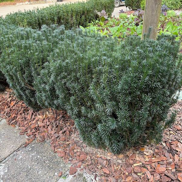 Japanese Yew Shrub