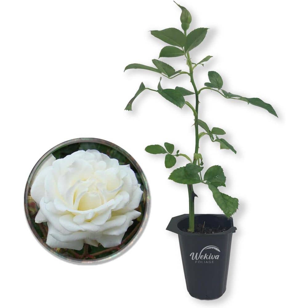 Prosperity Rose Bush-4 Live Starter Plants in 2 in. Growers Pots-Beautifully Hybrid Tea Rose-A Versatile Beauty price history on PriceWatchPro