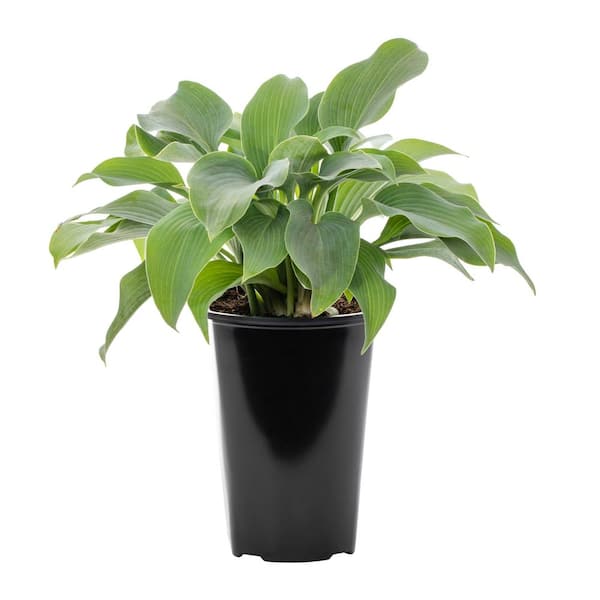 2.5-qt. Blue Halcyon Hosta Perennial Plant
