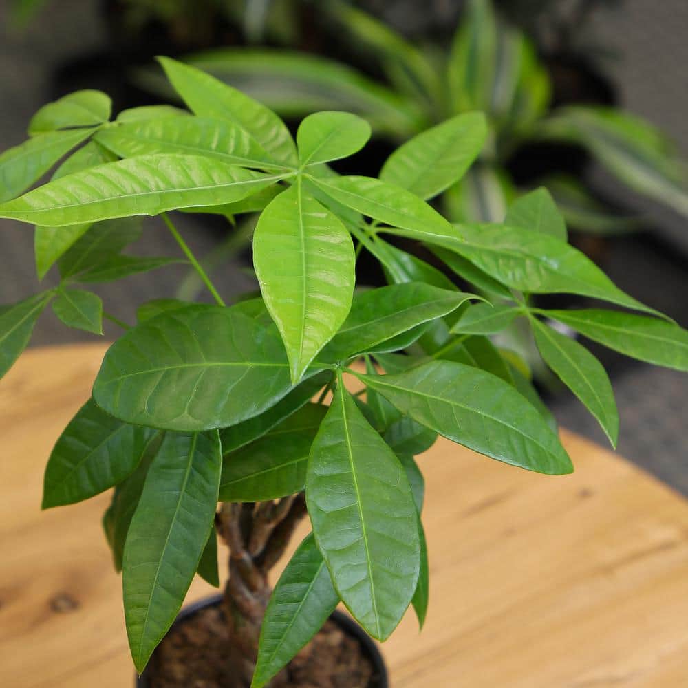 Pachira Aquatica Money Tree in Black Plastic Planter