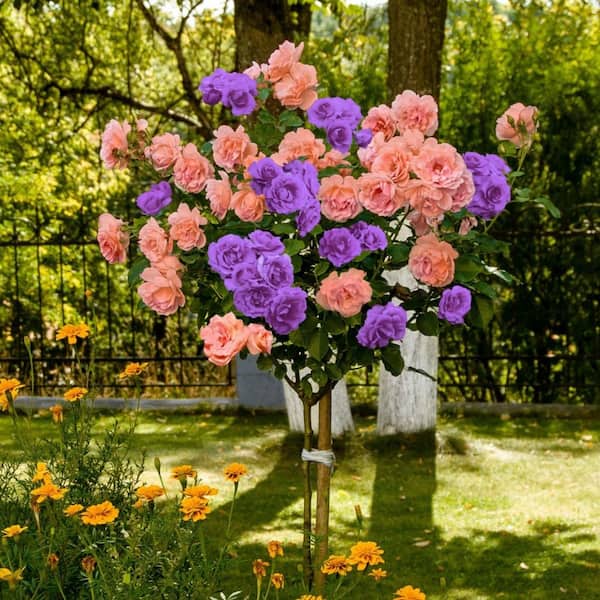 national PLANT NETWORK Bare Root 2-in-1 Angel Face-Cherish Tree