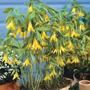 2.50 Qt. Pot, Yellow Flowering Native Bellflower Potted Perennial Plant (1-Pack)