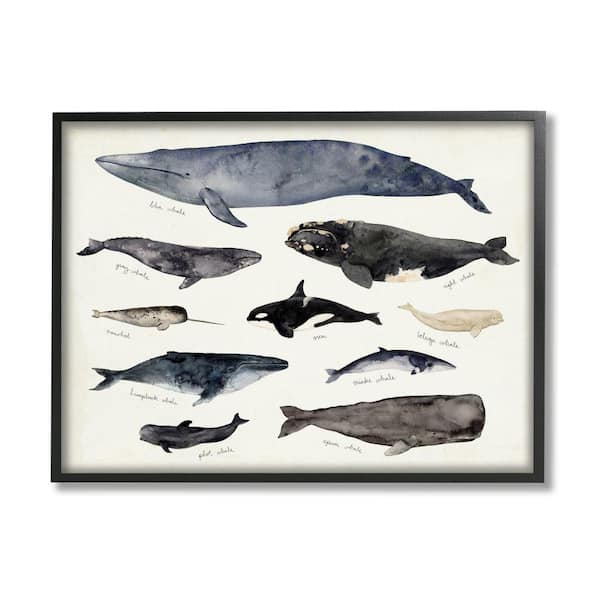 Stupell Industries "Vintage Nautical Chart of Whales Ocean Life" by Victoria Barnes Framed Animal Wall Art Print 11 in. x 14 in.