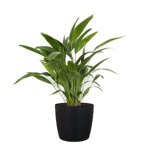 Chinese Fan Palm Live Indoor Outdoor Plant in 10 inch Premium Sustainable Ecopots Dark Grey Pot