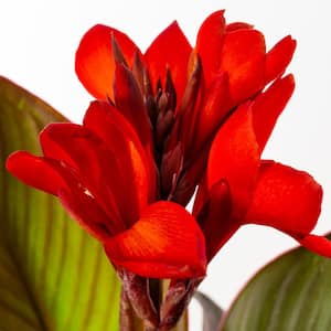 2.5 Qt. Cannova Bronze Scarlet Canna Lily Plant