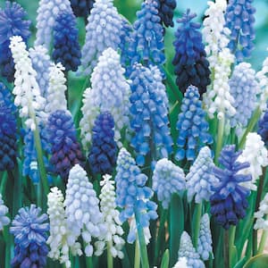 Grape Hyacinth Bulbs Mixture (50-Pack)