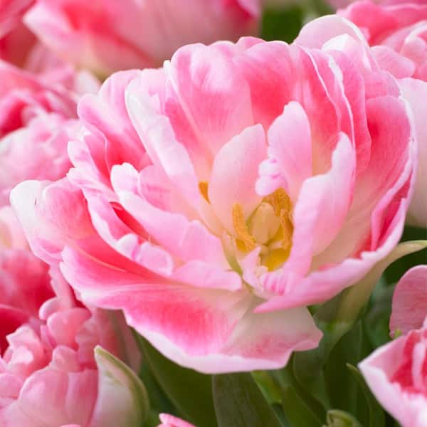 VAN ZYVERDEN Tulips Angelique Set of 5 Bulbs