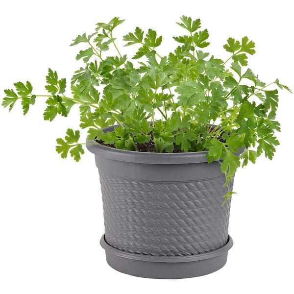 0.5 Gal. Italian Flat Parsley Plant